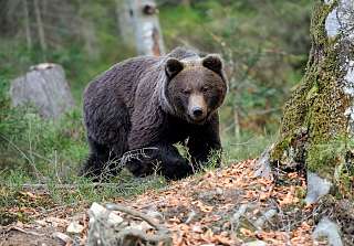 Ours brun dans la forêt – image symbolique pour le Parc aux ours d’Arosa