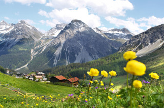 Blumenwiese Arosa