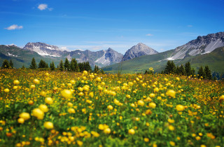 Praetschalp Fruehlingsblumen 
