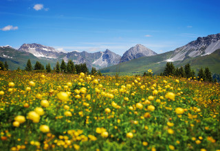 Praetschalp Fruehlingsblumen 